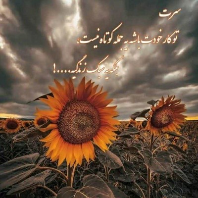شاهین نجفی اما کسی مثل تو نیست